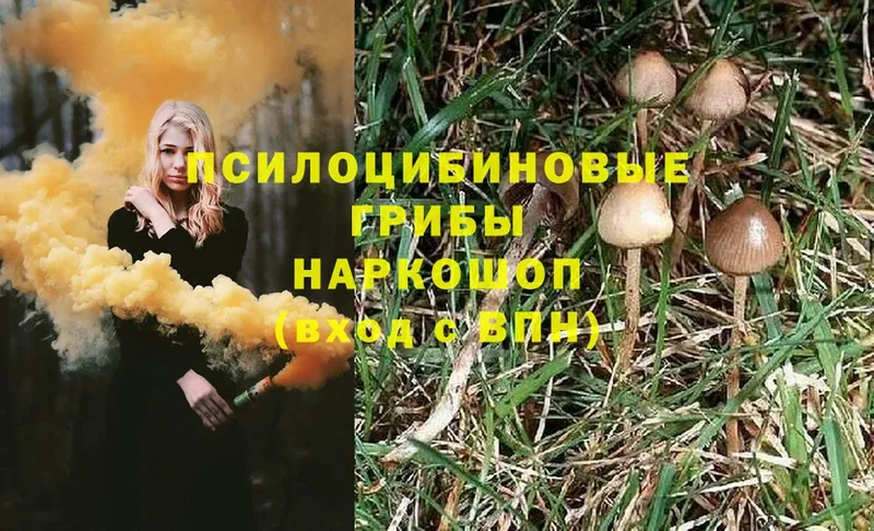 Псилоцибиновые грибы MAGIC MUSHROOMS  Бирюч 